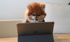 cookie-the-pom-gySMaocSdqs-unsplash